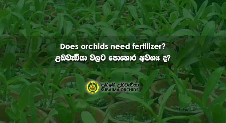 article-image-does-orchids-need-fertilizer