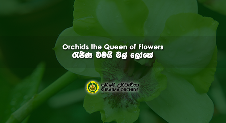 article-image-orchid-queen-of-flowers-cover-735x400