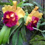 article-image-orchids-queen-of-flowers-002