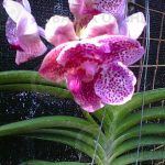 article-image-orchids-queen-of-flowers-003-1