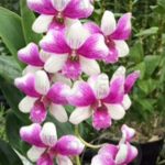 article-image-orchids-queen-of-flowers-005